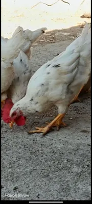 Sendi xõrozchalari sotiladi 1