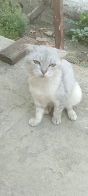 Чистопородная кошка