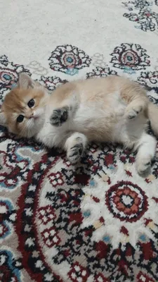 oltin chinchilla ny12 urg‘ochi mushukcha 1
