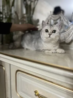 Серебряная шиншилла киз бола 1