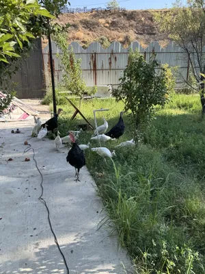 Белые павлины чисто кровные 1