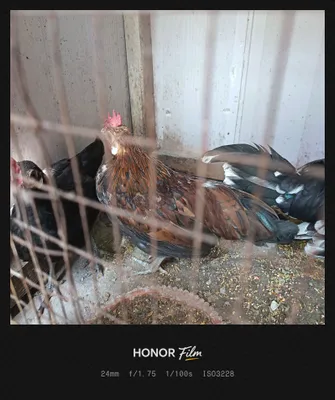 Vental toza zotli yaponlar sotiladi 1
