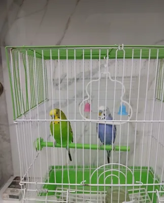 Птицы двух цветов