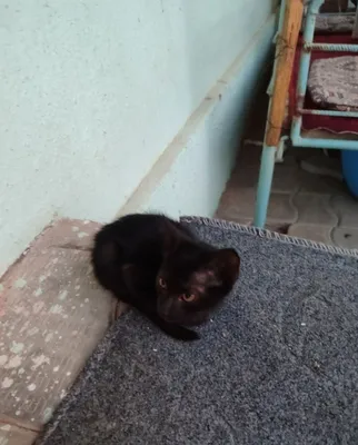 Домашние кошки. Бесплатно 1