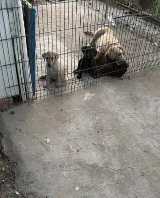 Labrador-retriver kuchukchalari 1