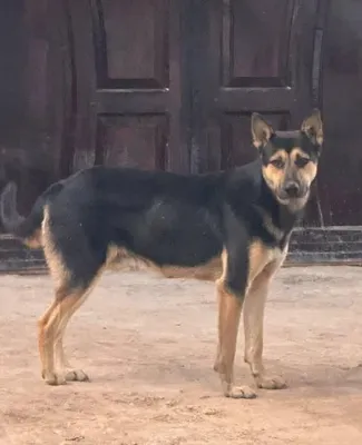 Немецкий овчарка 1