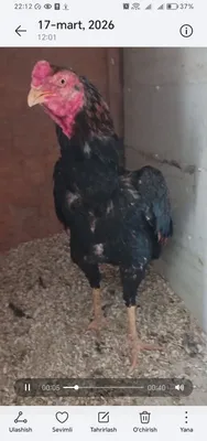 Dakan xoroz sotlad 1