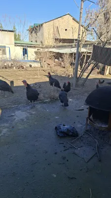 Продаю чёрного шахзода.