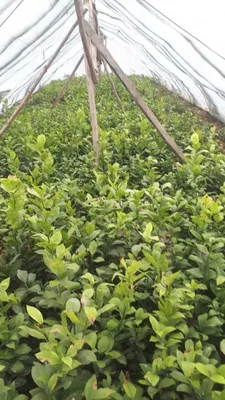 Sifatli yetishtirilgan ertapishar limon kochatlari 1