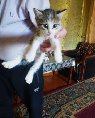 Котята от мамы отняли уже 1