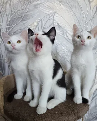 Пристраиваются котята в добрые руки 1