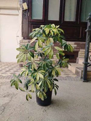 Комнатные цветы, растения 1