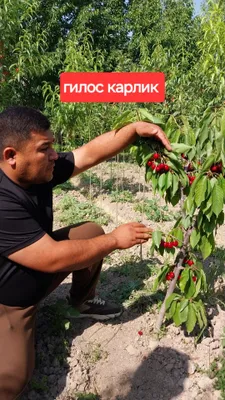 Карликивий пинкилидин интенсивный кучатлар сотувда 1