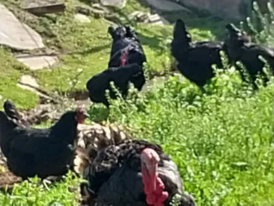 Jasur jinsiy olatni bilan ushlangan etuk ayollarning yuqori sifatli onlayn porno videolarini tomosha