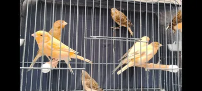 Канарейкалар узимизникилар 1