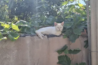 Бесплатно отдам котят. 1