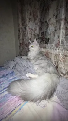 Передержка домашних животных 1