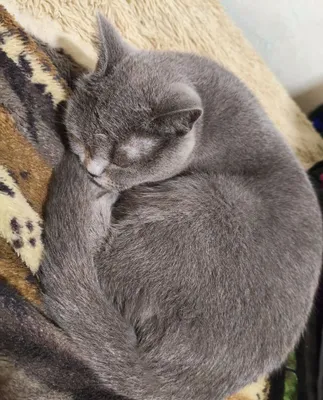 Mushuk sotiladi skottish stray qiz bola 1