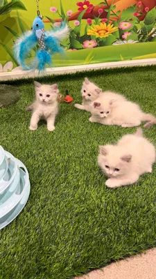 ragdoll mushuk zotli sotiladi 1