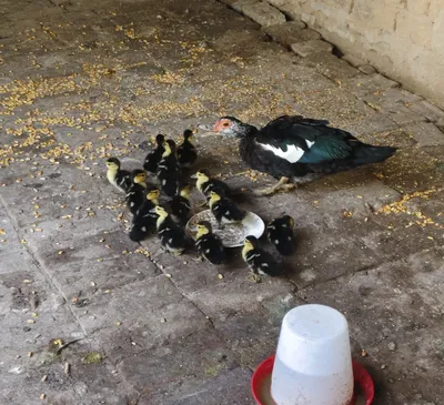 indoutka bolasi bilan 1
