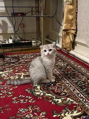 Серебристый шиншилла 1