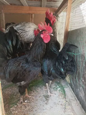Xoroz sotiladi zotli 1