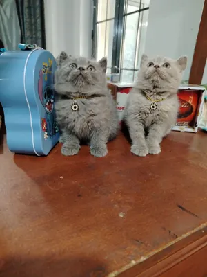 Продаются котята 1