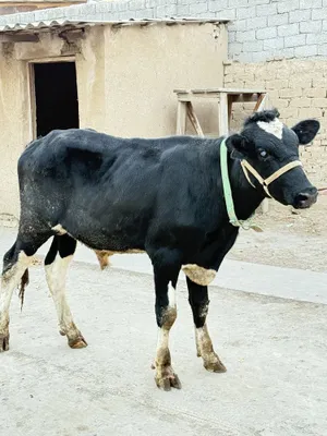 Sohilda yalangoch holda dam olish Lezbiyen bekasi porno video