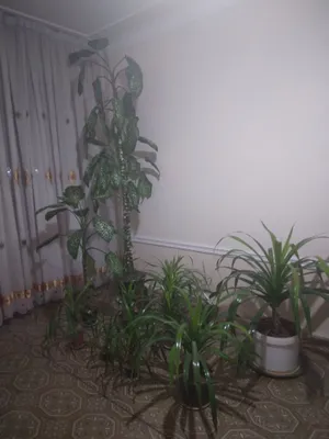 Гуллар,хаммасига 150$ 1