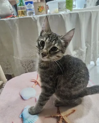 Котенку 2 месяца 1