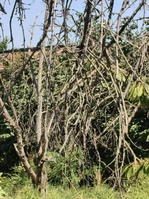 Qurigan daraxtlar bor (oʻtin) 1