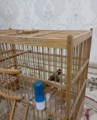 Domashniy kokil 3 yili qush 1