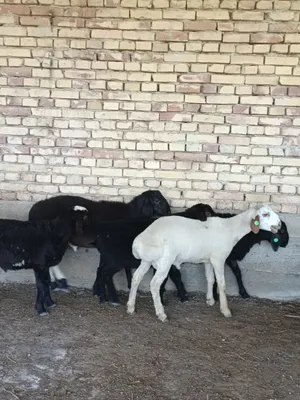 Продаются ягнята 1