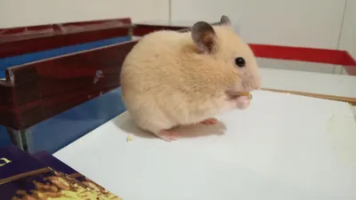 Хомячки домашние,ручные 1