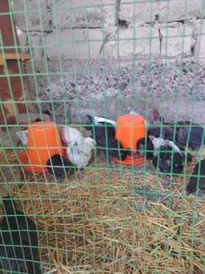 Продаются куры 1