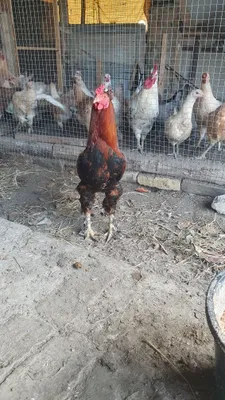 Продаются домашние петухи 1