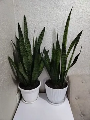 Sansevieria guli 1