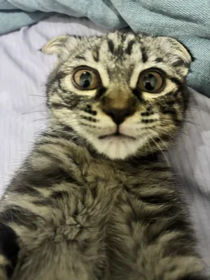 Scottish fold muwukchaning zoti 1