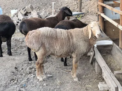 Qochqolar sotiladi baquvat toza yem bilan boqilgan semiz 1