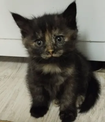Котята бесплатно 1