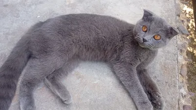 Scottish fold quloqgi shatlanskiy