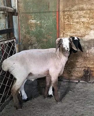 Продаются бараны 1