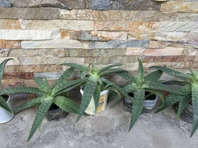 Aloe vera guli 1