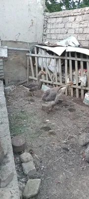 Bostirish un Ukrain gigant parodali g'oz tuxumlari sotiladi 1