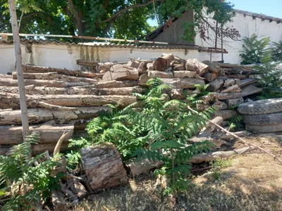 Продаются дрова, Карши, рынок Орзу, 2 «ЗИЛа» 1