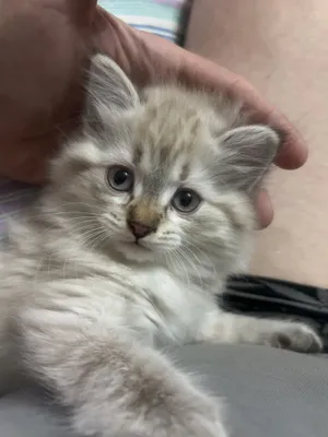 Продаю котенка девочка 7 недель. 1