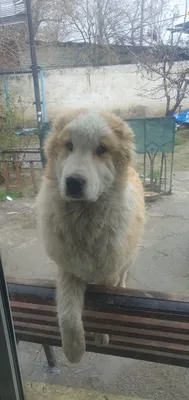 Чистокровный алабай 1