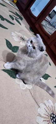Сотилади Скоттиш фолд 1