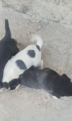 Чистокровная охотничья собака 1