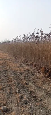 Саженцы тополя для сельского хозяйства 1